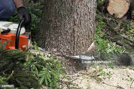 Best Firewood Processing and Delivery  in Tonkawa, OK