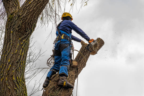 Best Tree Removal  in Tonkawa, OK