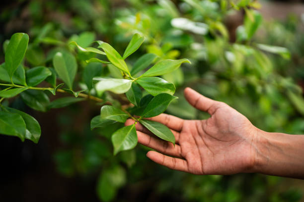 Best Tree Health Inspection  in Tonkawa, OK