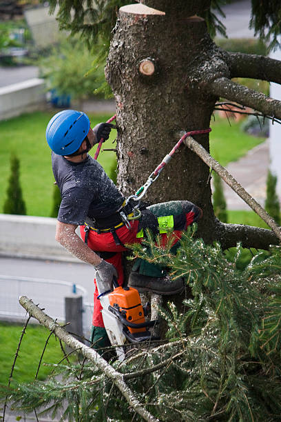 Best Root Management and Removal  in Tonkawa, OK