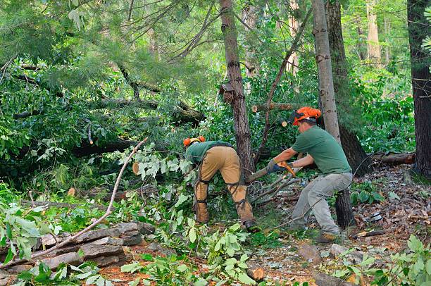 Best Storm Damage Tree Cleanup  in Tonkawa, OK