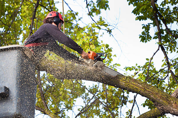 Reliable Tonkawa, OK Tree Services Solutions