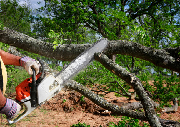 Best Weed Control  in Tonkawa, OK